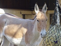 Tiergarten Schönbrunn am 20.10.2025